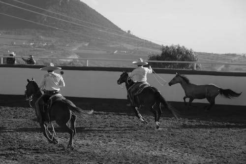 Základová fotografie zdarma na téma černobílý, jízda na koni, koně
