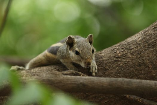 Cute squirrel perched on a tree branch in a lush forest, showcasing its gentle nature.