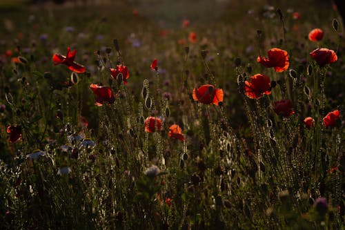 Immagine gratuita di erbe aromatiche, fiori rossi, fiori selvatici