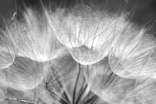 Free Detailed black and white close-up of delicate dandelion seeds in natural light. Stock Photo
