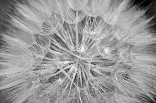Free Extreme close-up of a dandelion seed head in black and white, showcasing delicate details. Stock Photo