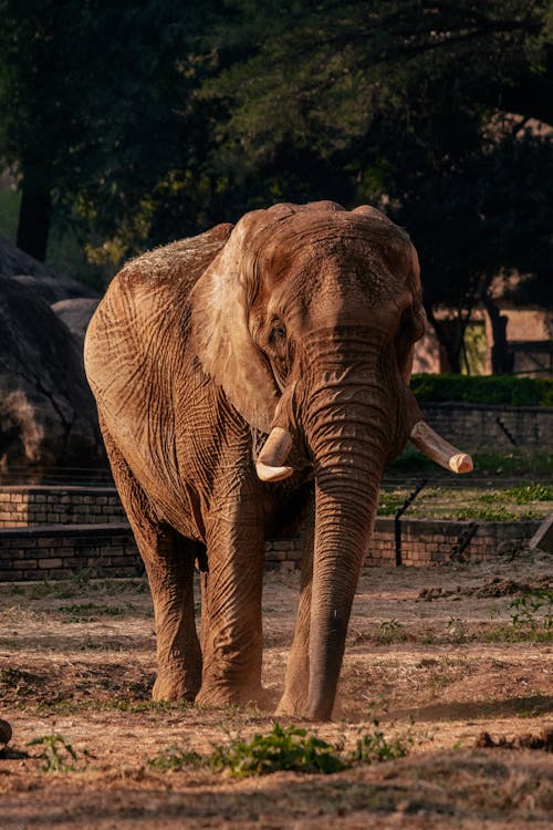 L'éléphant