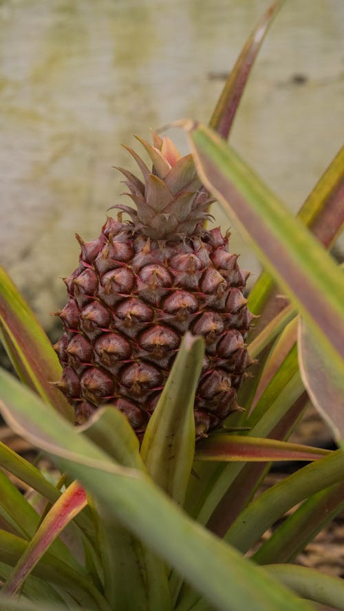 Growing Pineapple in Close Up