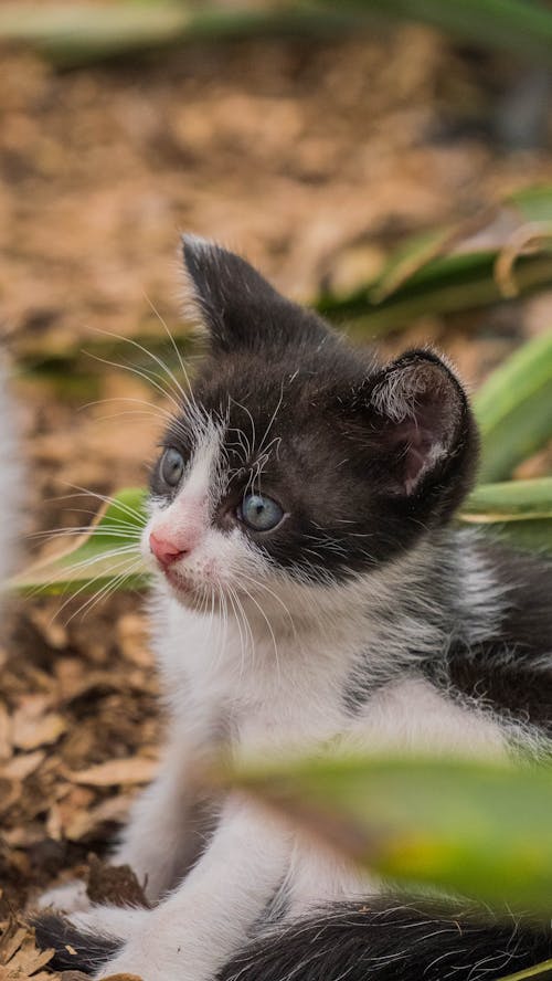 Fotobanka s bezplatnými fotkami na tému dno, domáce zviera, mača