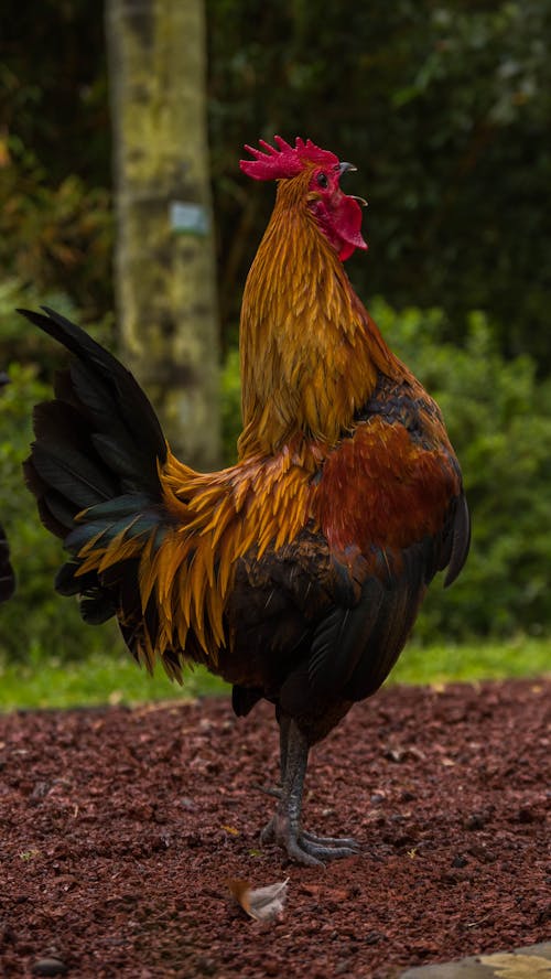 Fotobanka s bezplatnými fotkami na tému dno, hospodárske zviera, kohút