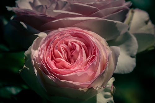 Foto d'estoc gratuïta de enfocament selectiu, flor, fons de pantalla