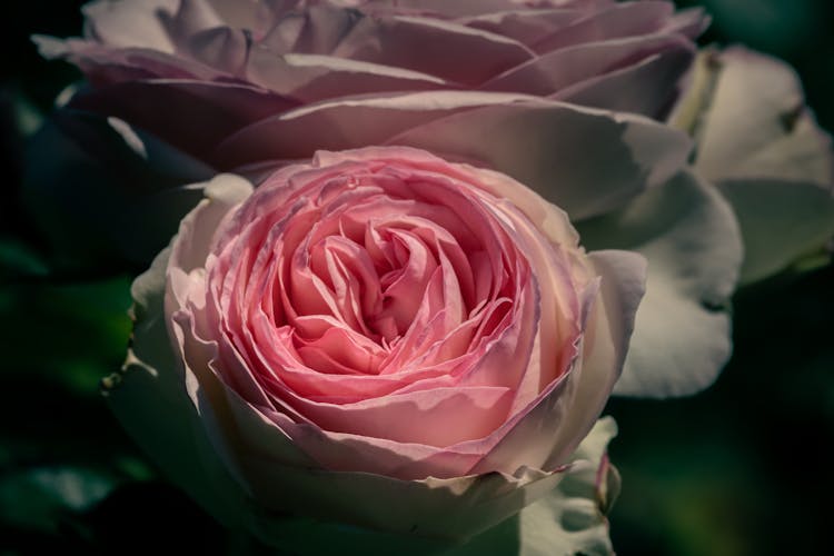 Pink Rose Flower