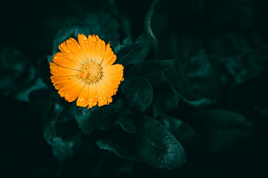 Close-up of a bright orange calendula flower with raindrops on dark green leaves, showcasing nature's beauty.