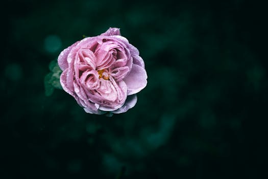 Captivating close-up of a pink rose adorned with water droplets on a dark background.