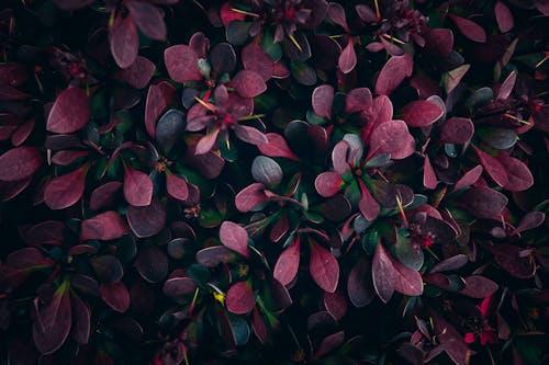 관목, 나뭇잎, 빨간의 무료 스톡 사진