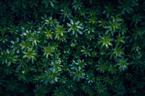 Kostnadsfri bild av buske, grön, löv