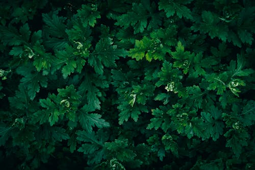 Close up of Green Bush