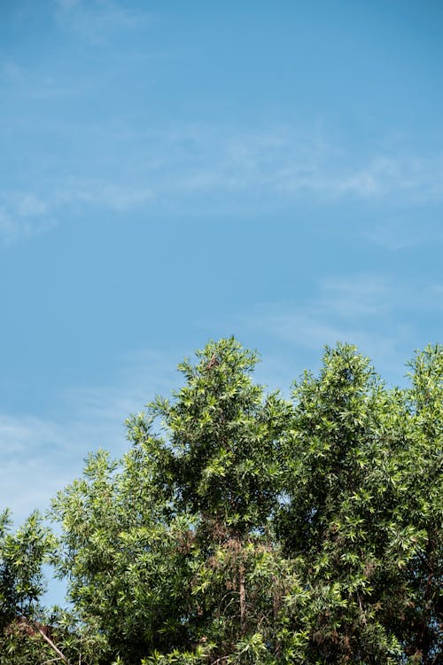 Foto d'estoc gratuïta de arbre, cel clar, fulles