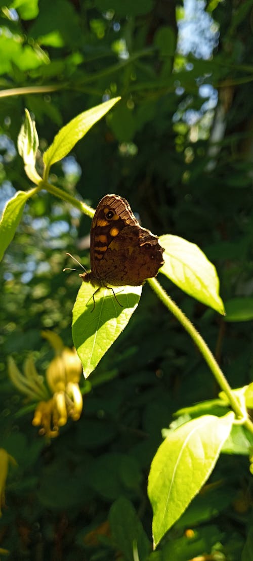 Darmowe zdjęcie z galerii z motyl, motyl na kwiatku, natura