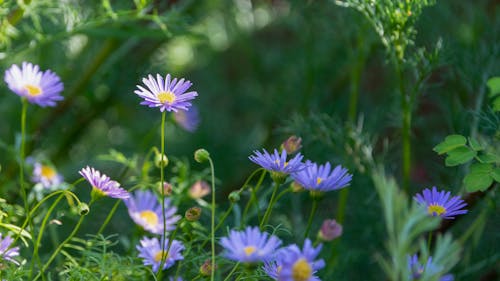 tartarian asters, 꽃이 피는, 보라색 꽃의 무료 스톡 사진