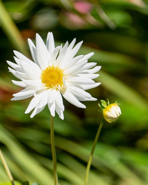 Close up of a Daisy