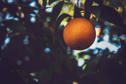 나무에 오렌지 과일의 선택적 초점 사진