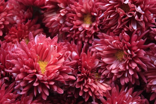 Close up of Pink Flowers