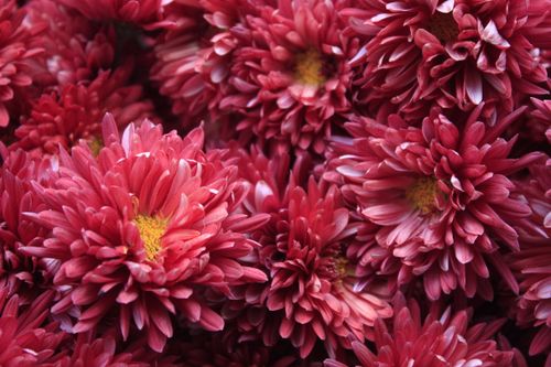Free A captivating close-up of fresh pink chrysanthemum flowers showcasing their vibrant petals. Stock Photo