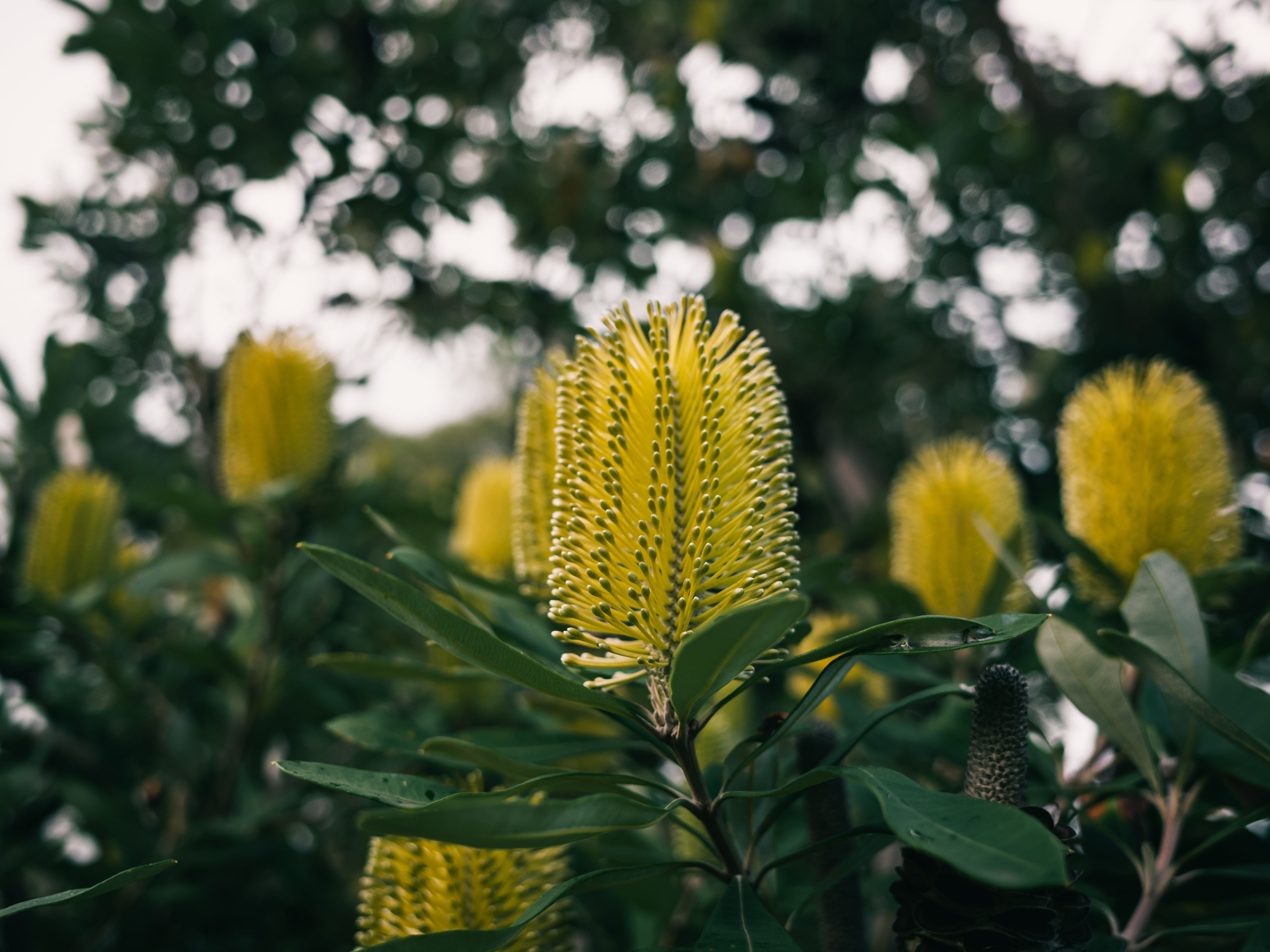 A rustic arrangement of banksia and wattle with native grasses