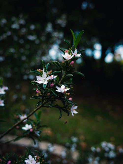 Pink Wax Flowers on Branch