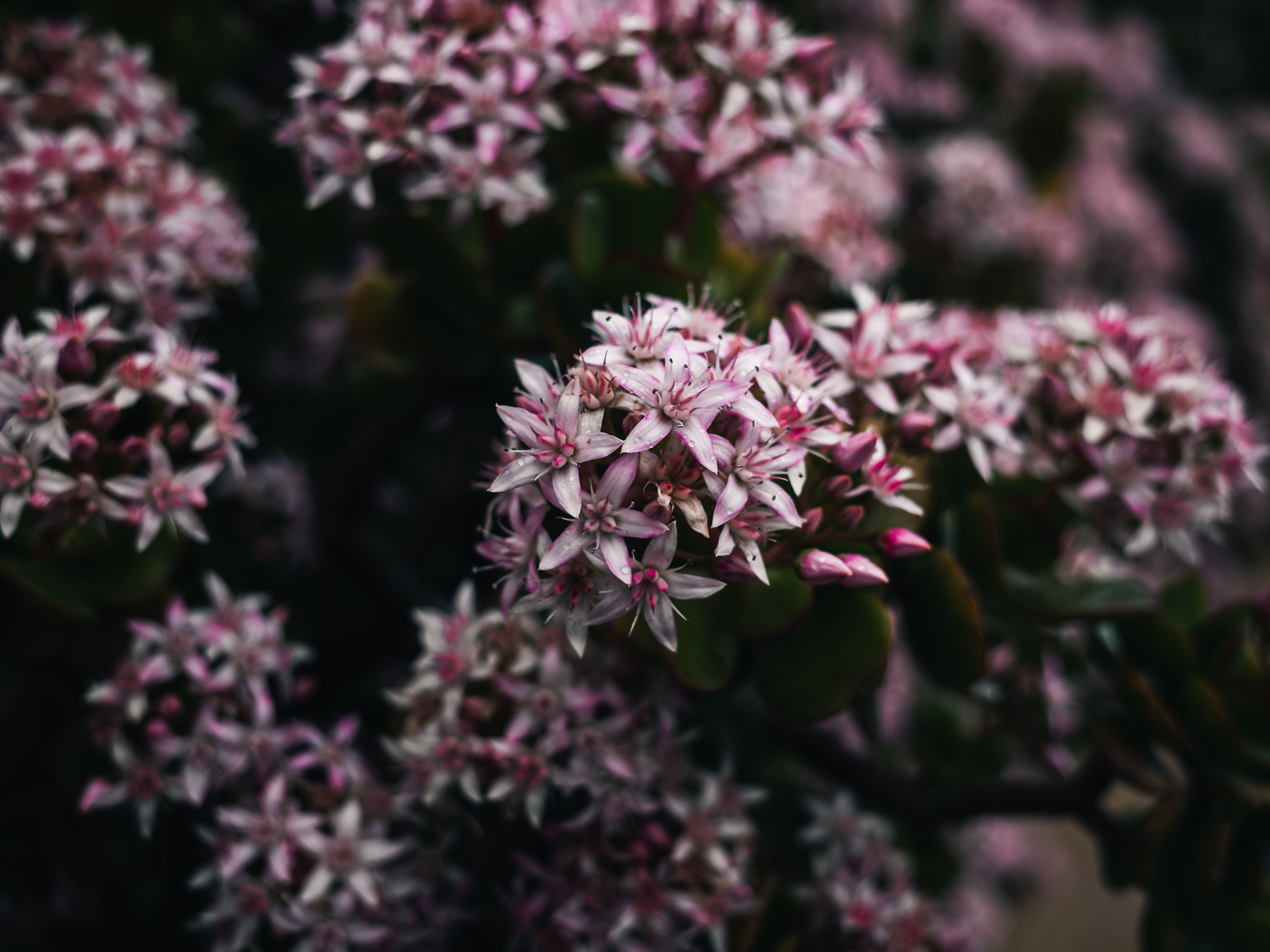 A detailed close-up of vibrant pink English Stonecrop flowers in full bloom, showcasing nature's beauty.