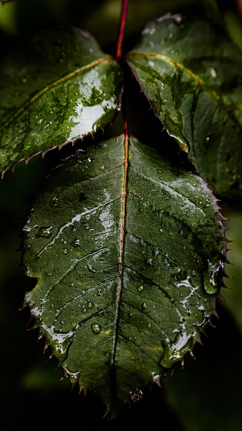 Raindrops on Green Leaf