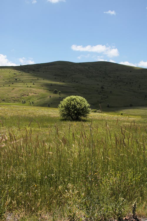 Imagine de stoc gratuită din arbore, arbust, dealuri
