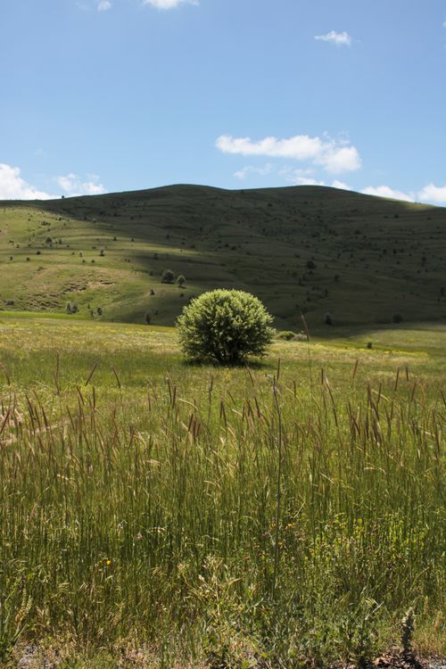 Free A solitary tree stands amid rolling green hills and grassy fields under a clear blue sky. Stock Photo