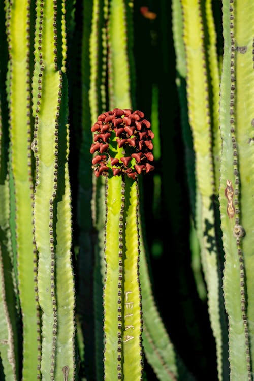 Fotos de stock gratuitas de cactus, enfoque selectivo, flor