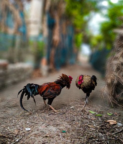 Free Awesome picture of the rooster  Stock Photo