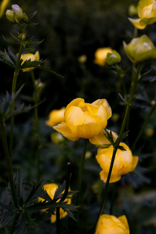 Yellow flowers