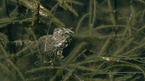 Frog Camouflaging in Pond