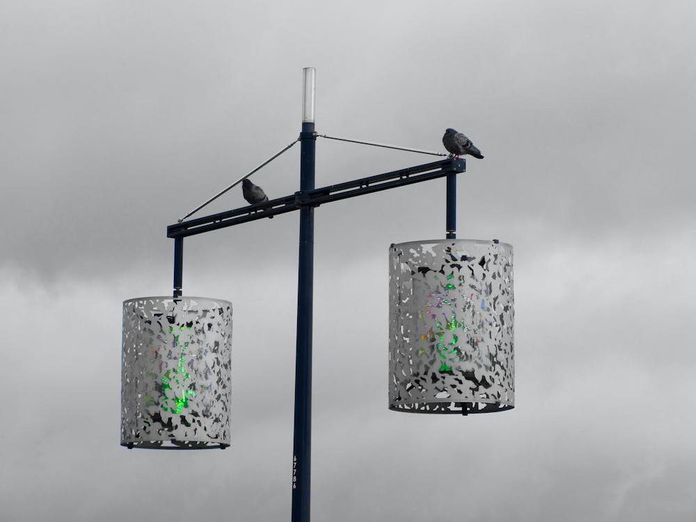 免费 2路路灯配2鸟灰度摄影 素材图片
