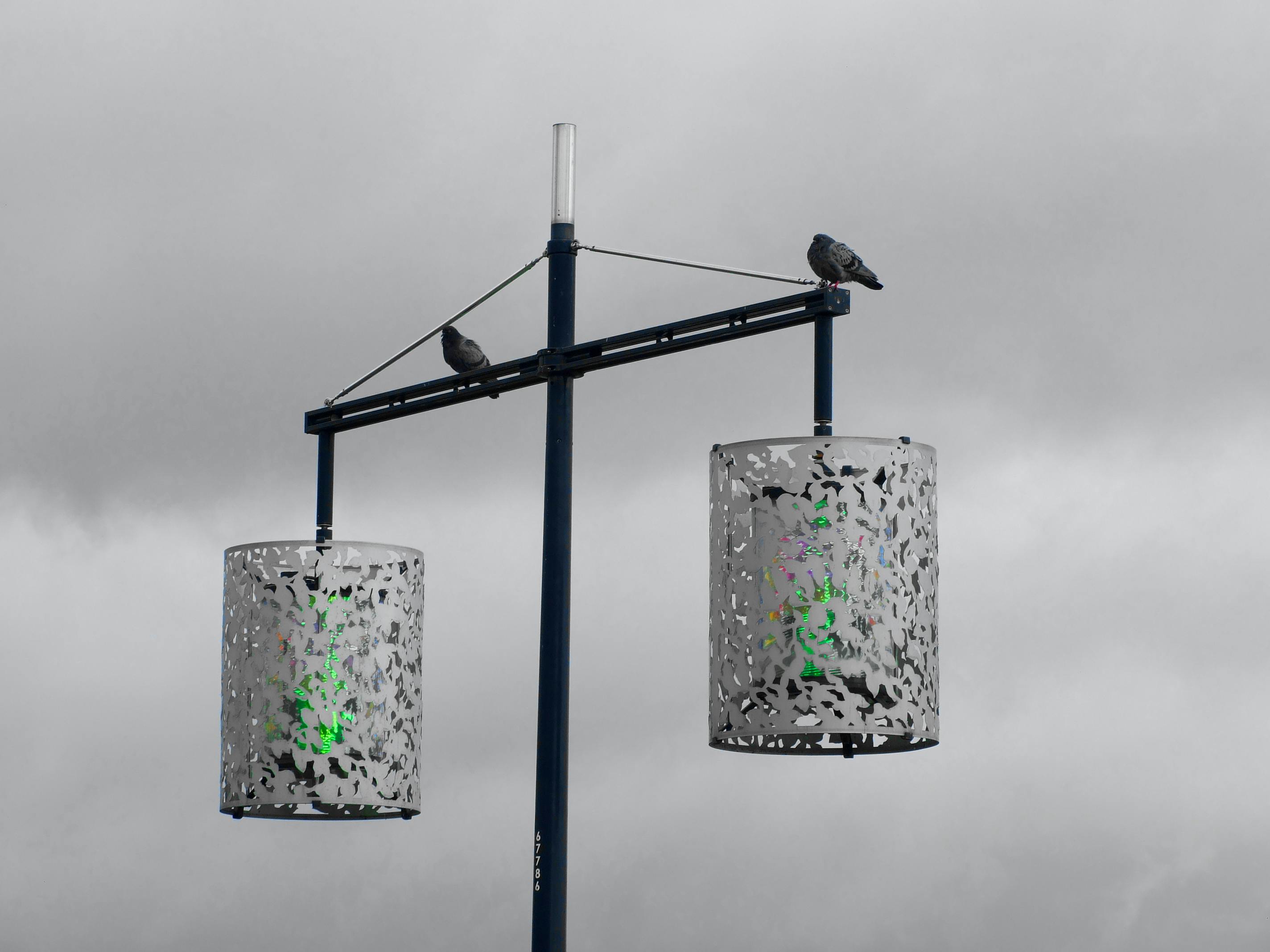 2 Street Light With 2 Bird Grayscale Photography \u00b7 Free Stock Photo