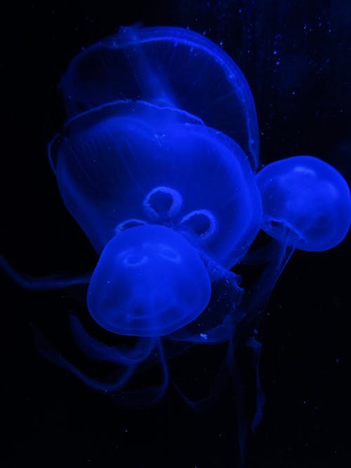 Close-Up Photo of Jellyfishes