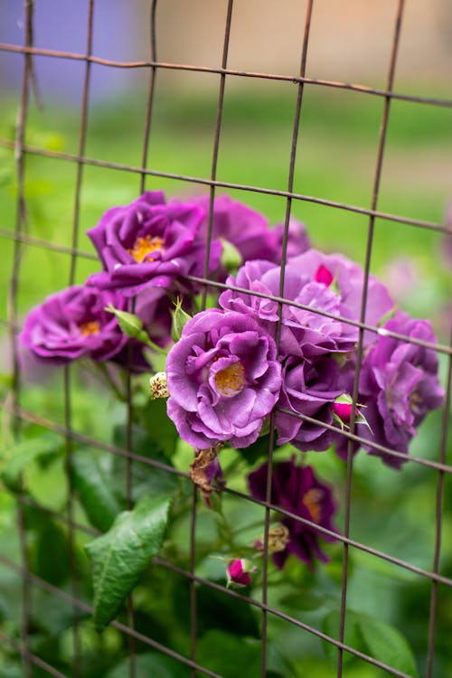 Darmowe zdjęcie z galerii z bokeh, druciane ogrodzenie, fioletowe kwiaty