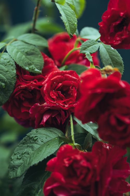 Free Detailed close-up of vibrant red roses with dewdrops, symbolizing beauty and growth in nature. Stock Photo