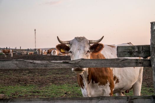 A curious brown and white cow looking through a wooden fence on a farm at sunset.