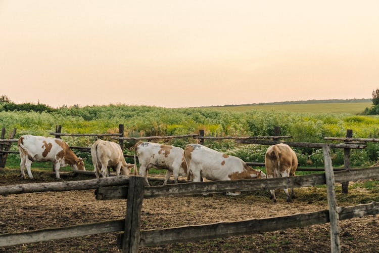 Cows Feeding In An Enclosure