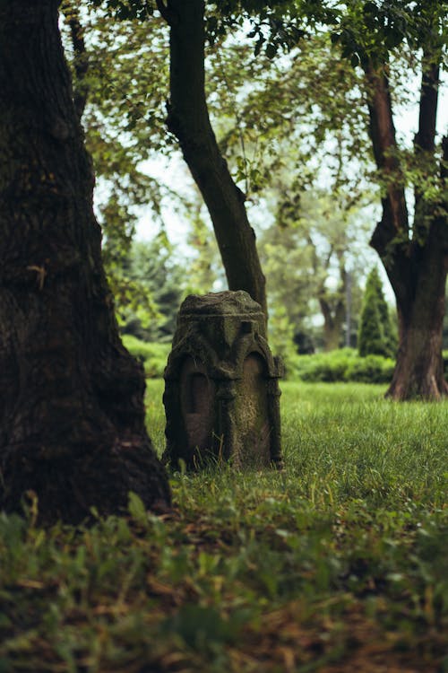 Free A Tombstone Surrounded by Grass Stock Photo