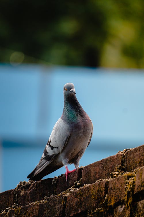 Portrait of a Pigeon Perching on a Brick Wall