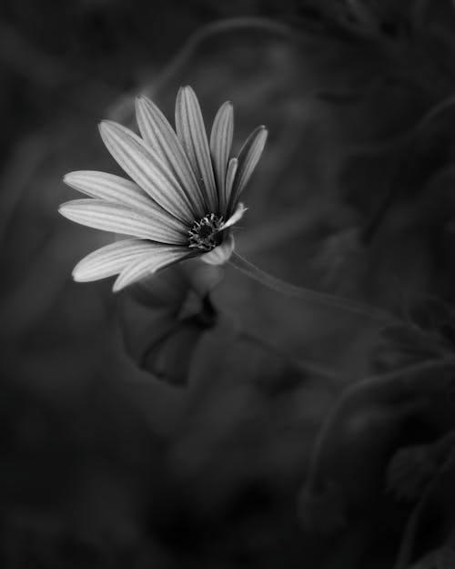 Fotos de stock gratuitas de blanco y negro, capa de margarita, de cerca