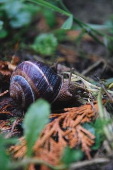 Detailed shot of a snail on the forest floor, surrounded by leaves and soil.