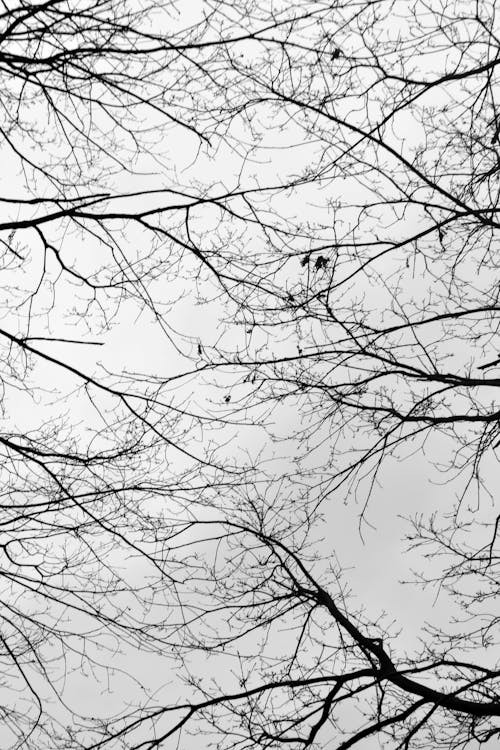 Photos gratuites de branches d'arbre, fond d'écran mobile, noir et blanc