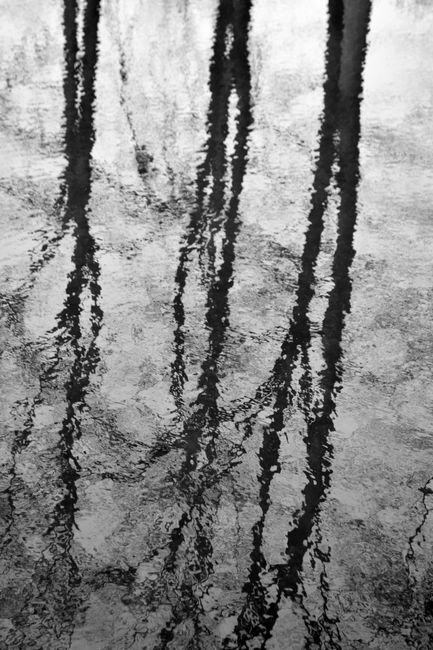 Artistic reflection of tree branches on water in black and white.