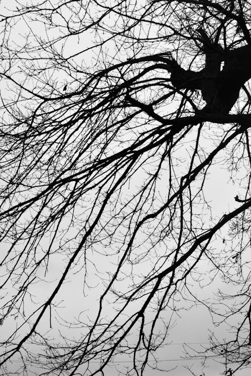 Безкоштовне стокове фото на тему «вертикальні постріл, гілки, дерево»