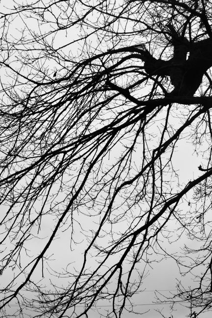 Elegant black and white photo capturing the intricate pattern of bare tree branches in winter.