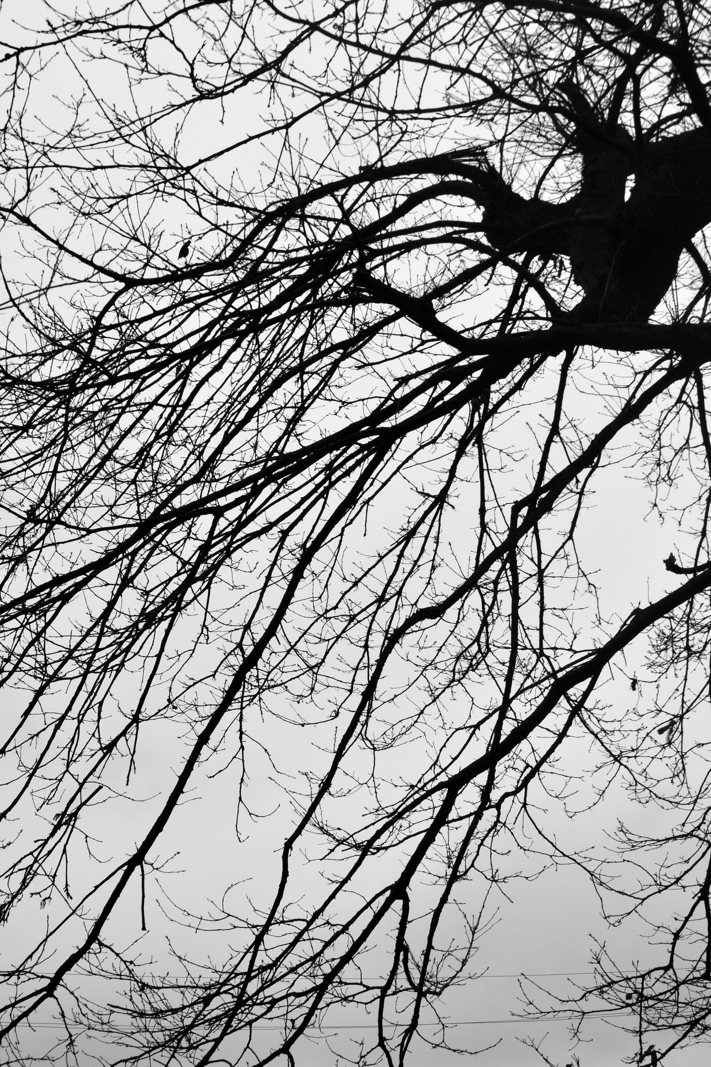 A black and white photo of a tree with no leaves · Free Stock Photo