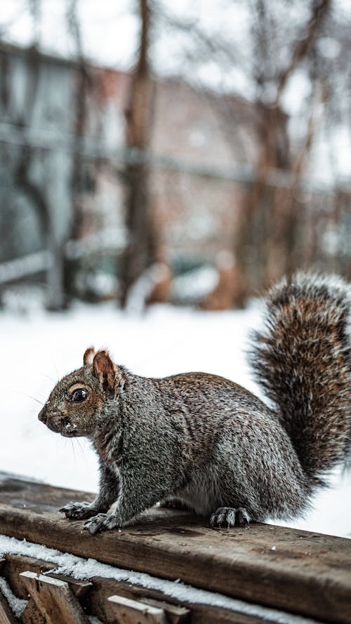 Безкоштовне стокове фото на тему «sciurus yucatanensis, вертикальні постріл, впритул»